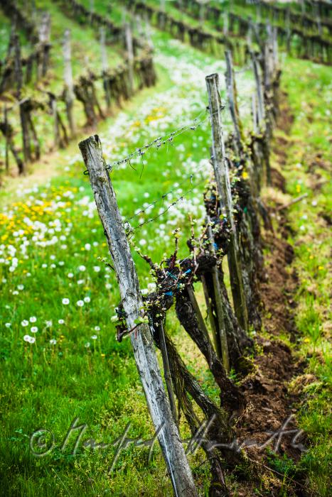 veneral vineyard with young shoots