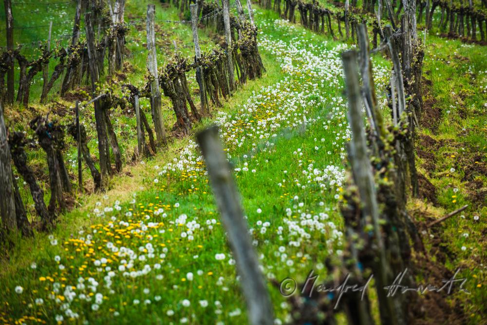 veneral vineyard with young shoots
