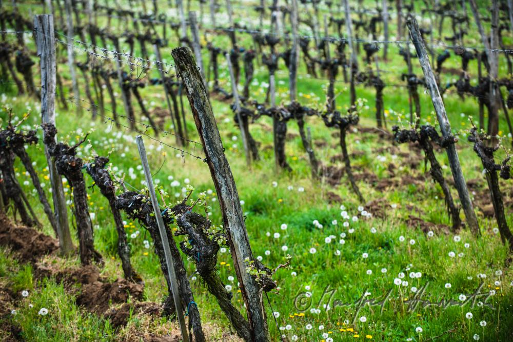 veneral vineyard with young shoots