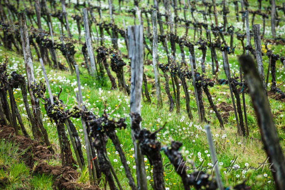 veneral vineyard with young shoots