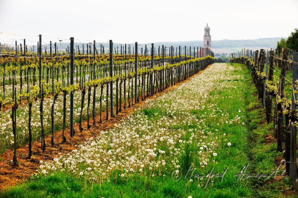 view over the veneral vineyards to the Augustinian Monastery