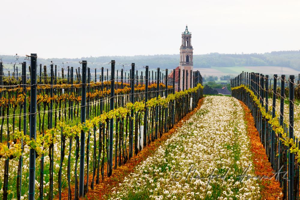 view over the veneral vineyards to the Augustinian Monastery