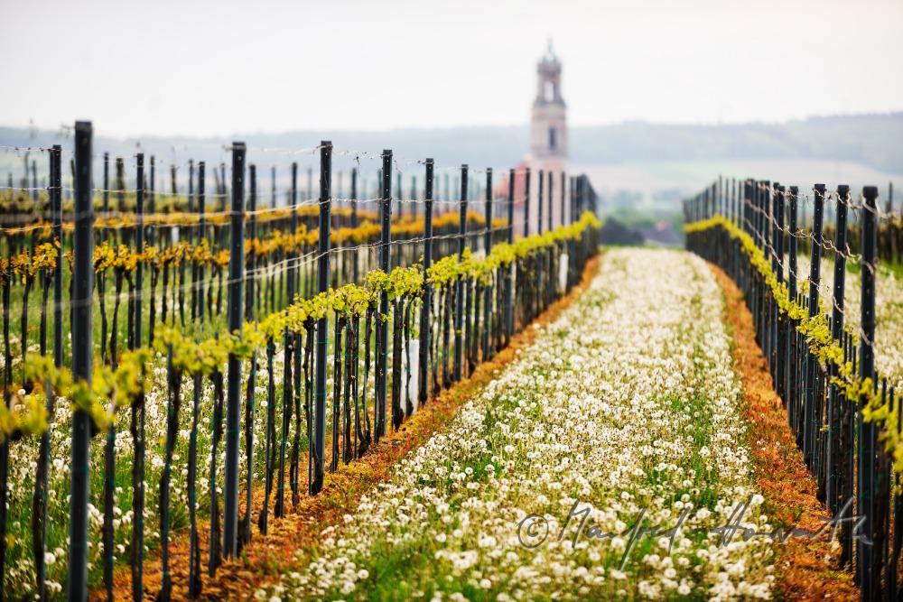 view over the veneral vineyards to the Augustinian Monastery