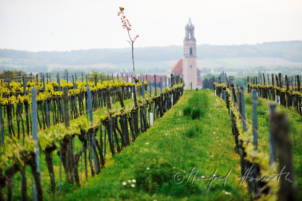 view over the veneral vineyards to the Augustinian Monastery