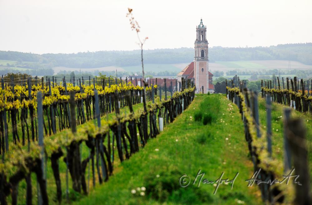 view over the veneral vineyards to the Augustinian Monastery