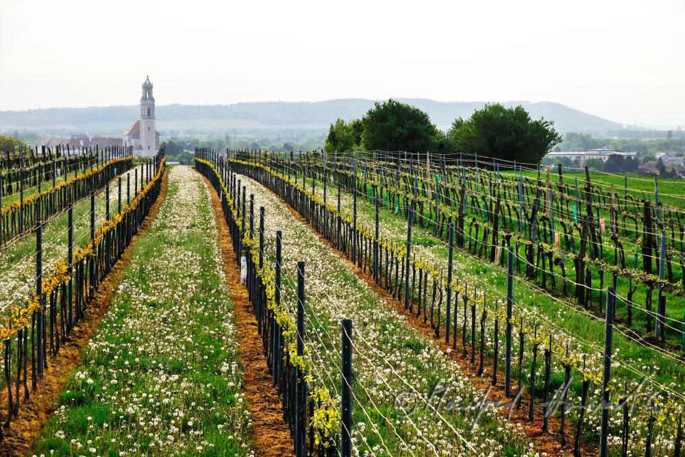 view over the veneral vineyards to the Augustinian Monastery