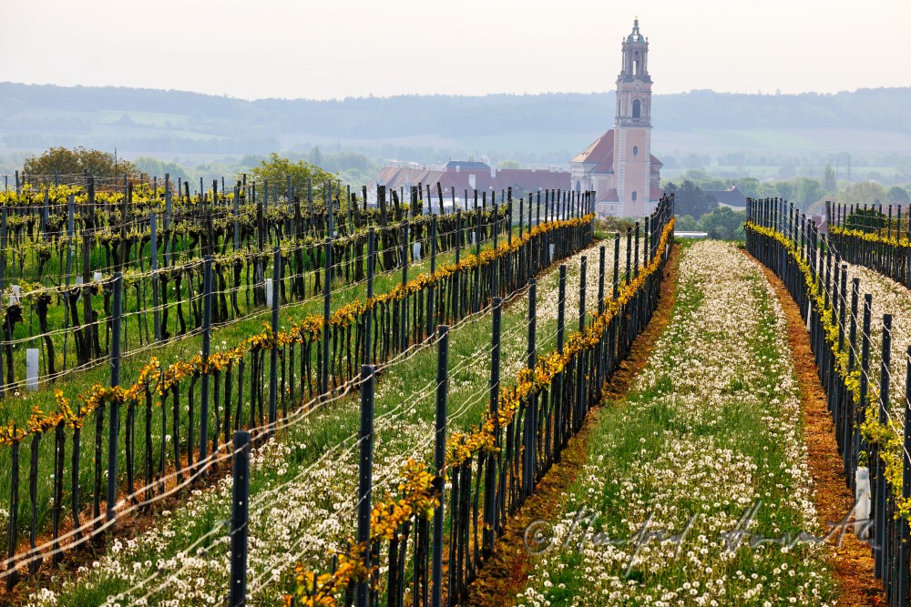 view over the veneral vineyards to the Augustinian Monastery