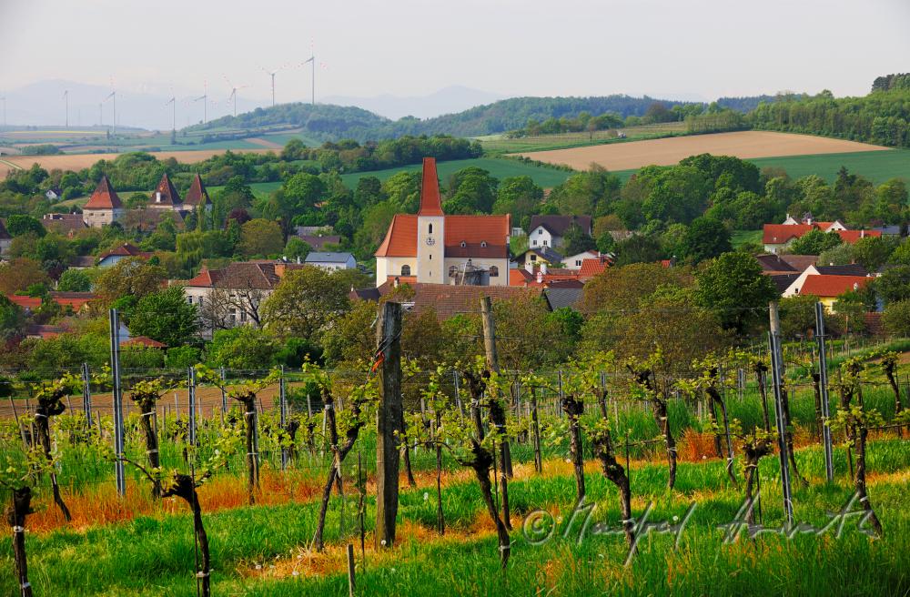 view over the veneral vineyards