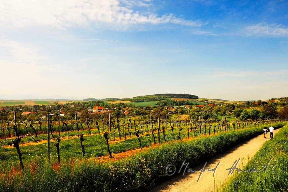 view over the veneral vineyards