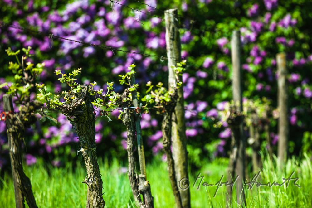 young shoots of wine in a vineyard
