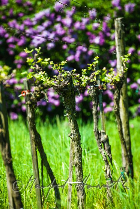 young shoots of wine in a vineyard