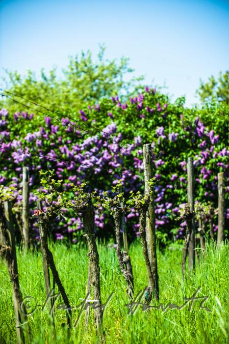young shoots of wine in a vineyard