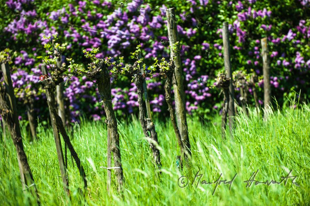 young shoots of wine in a vineyard