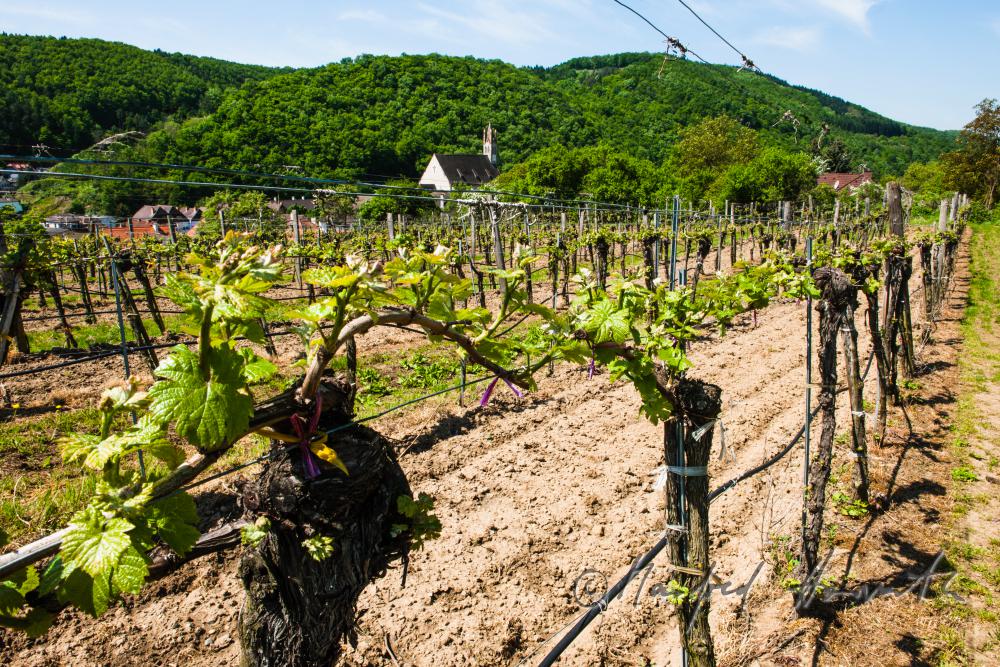 vernal vineyard and the church of Imbach