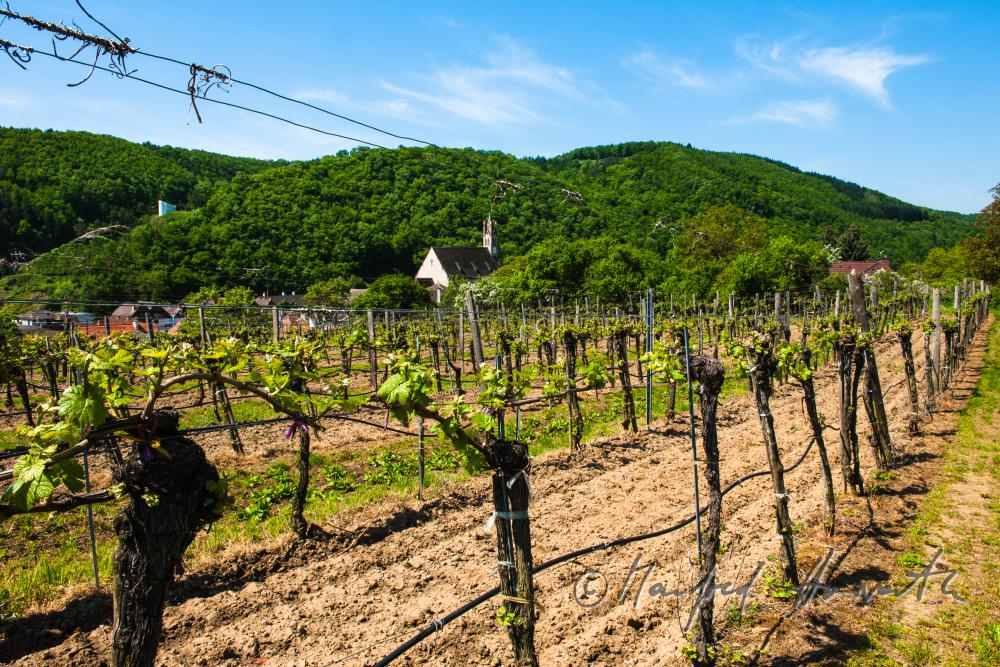 vernal vineyard and the church of Imbach