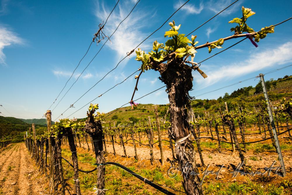 vernal vineyard with young shoots