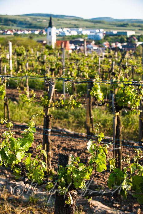 vineyard with young shoots in spring