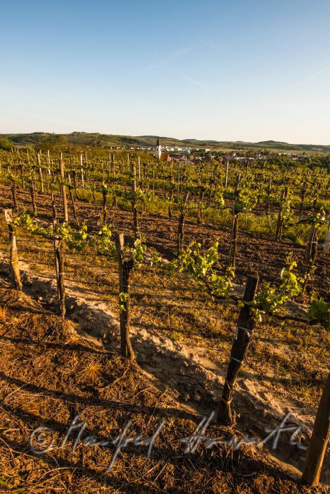 vineyard with young shoots in spring