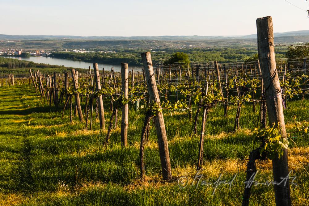 view over the veneral vineyards to the Danube