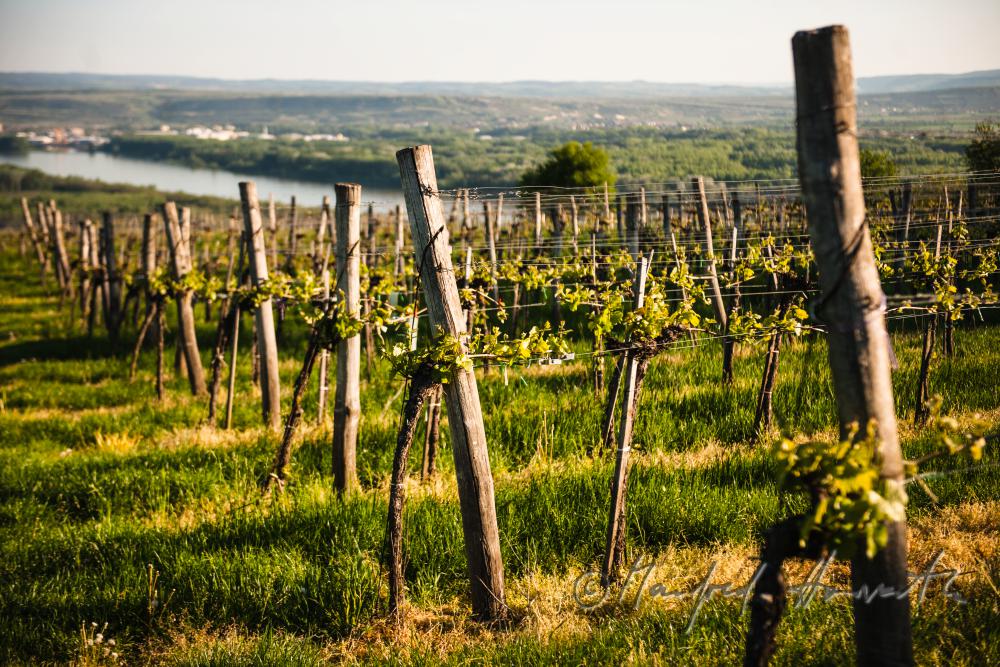 view over the veneral vineyards to the Danube