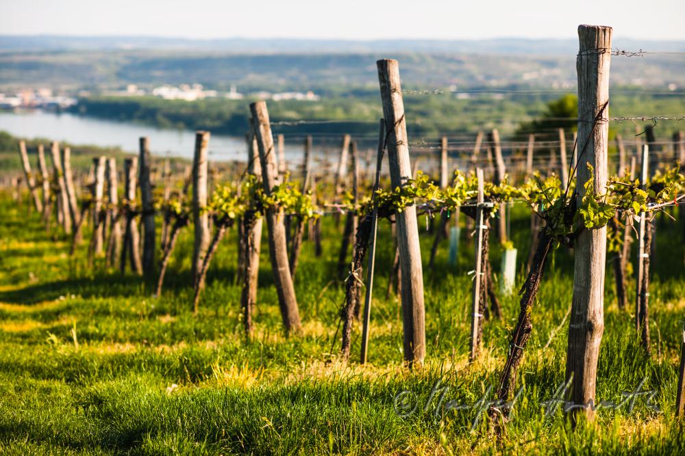 view over the veneral vineyards to the Danube