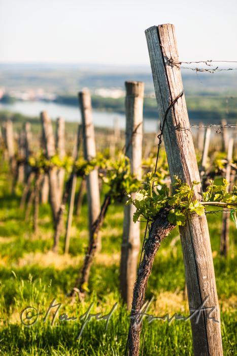 view over the veneral vineyards to the Danube