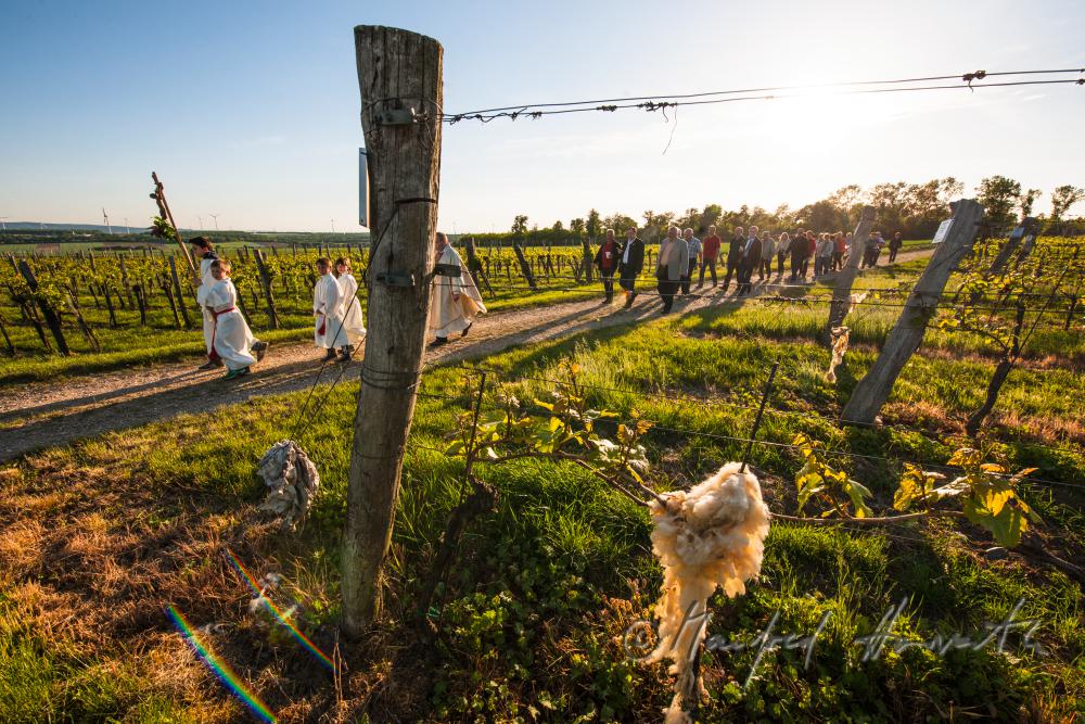 procession to the chapel in the vineyard
