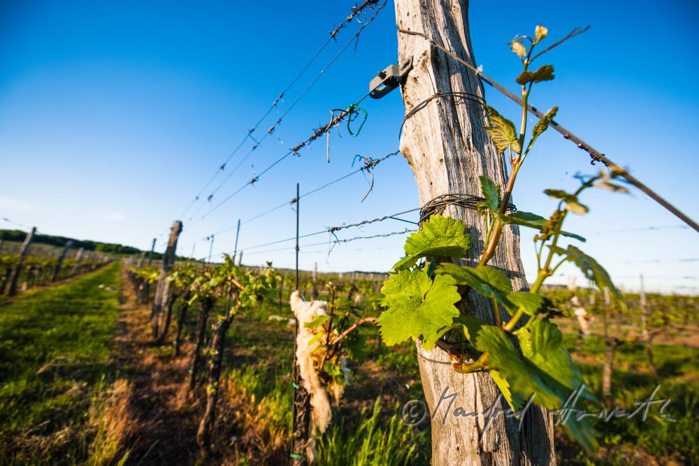 joung shoots of wine in the vernal vineyards