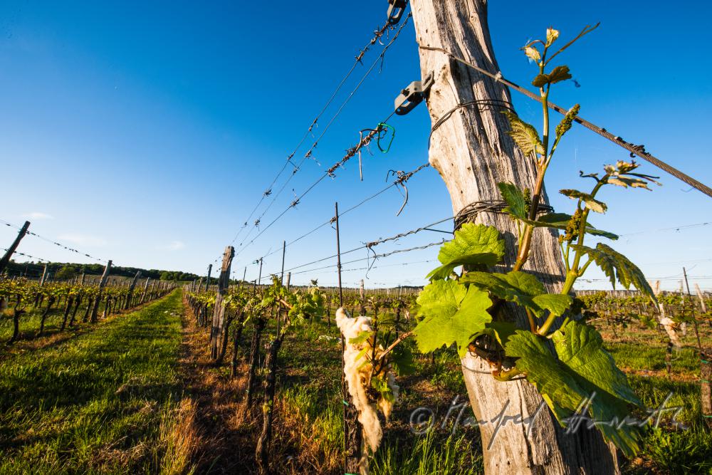 joung shoots of wine in the vernal vineyards