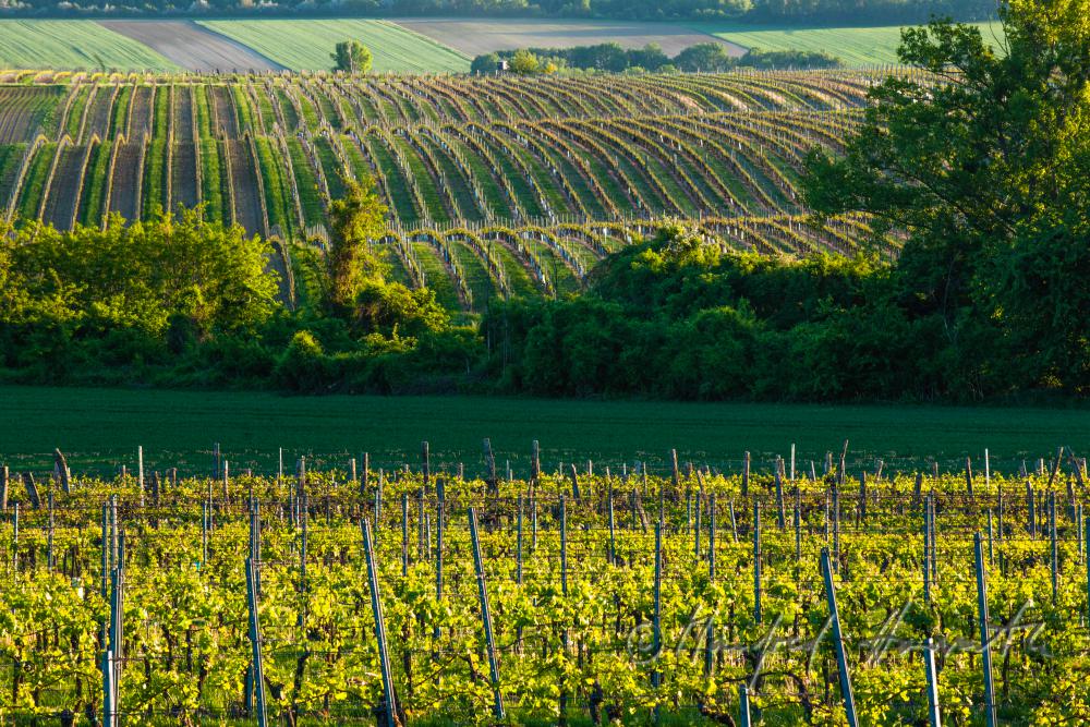 rolling landscape covered with vineyards