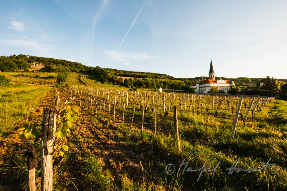 Castle Gumpoldskirchen and vineyards
