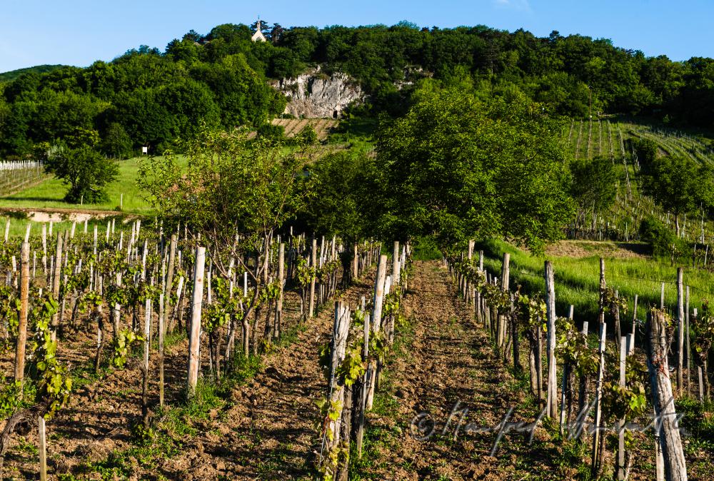 Calvary Chapel on top of the vineyards