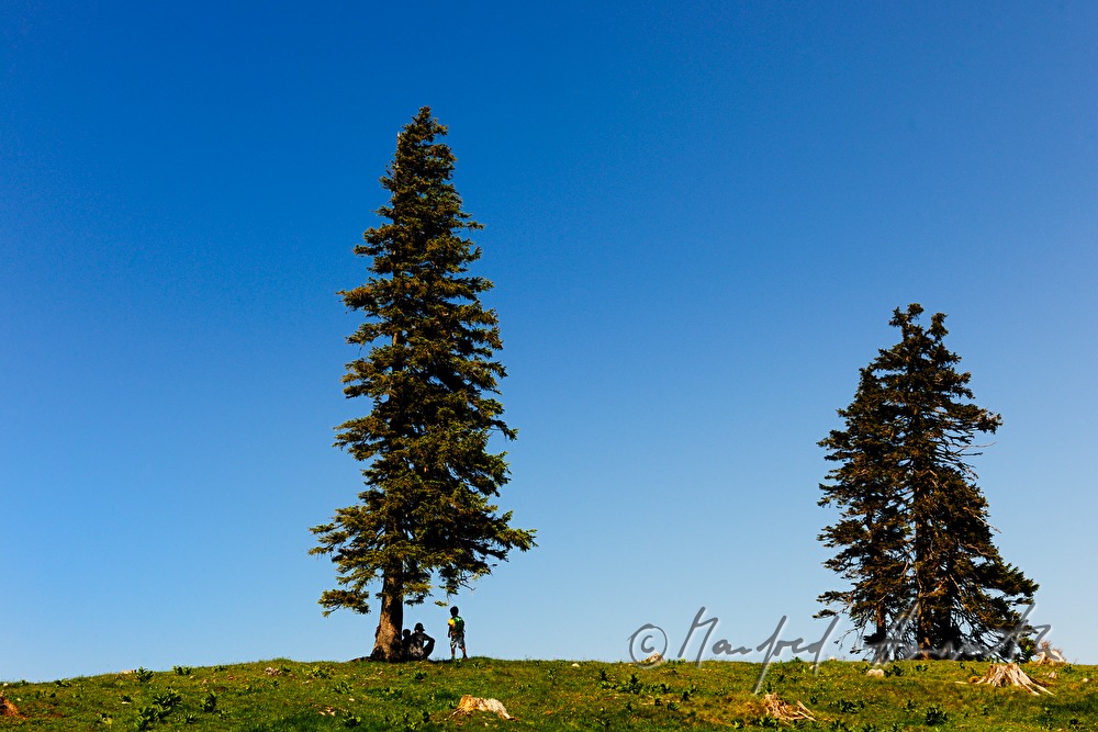 wanderers having a break under a gigantic spruce