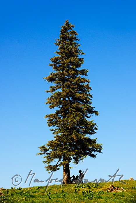 wanderers having a break under a gigantic spruce
