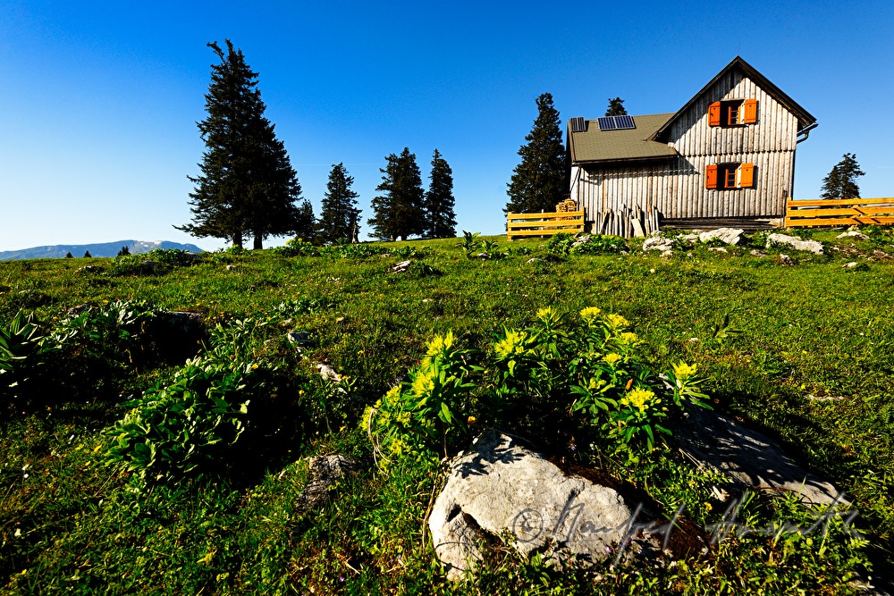 alpine hur and meadow with herbs