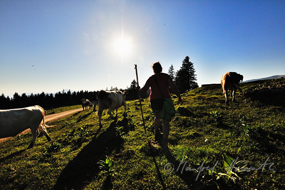 cow-herdswoman with cows on the meadow
