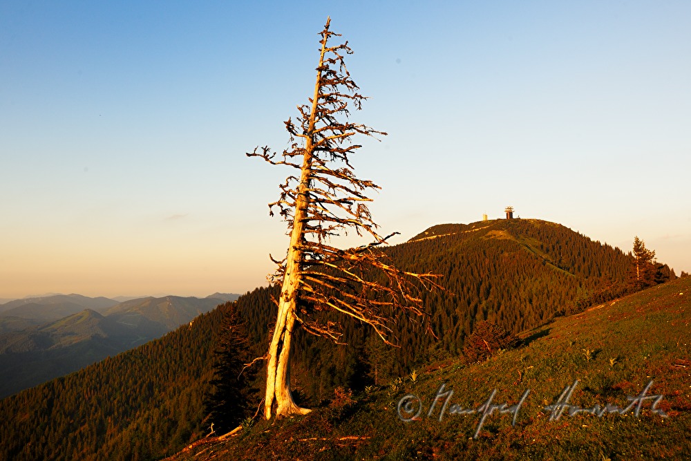 weather-worn spruce on the high plain