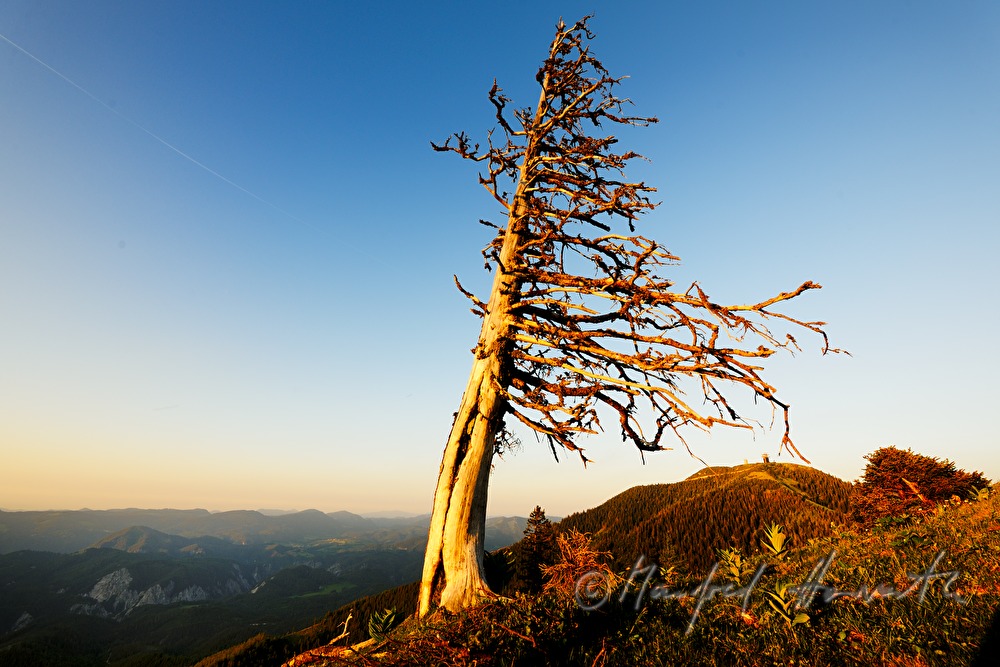 weather-worn spruce on the high plain