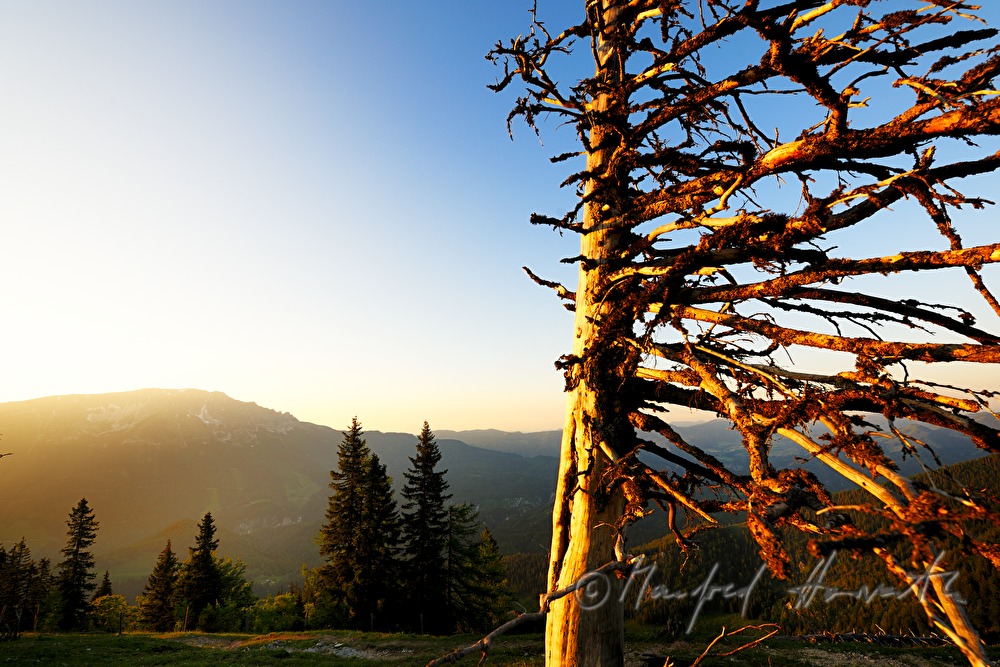weather-worn spruce on the high plain near the Oetscher