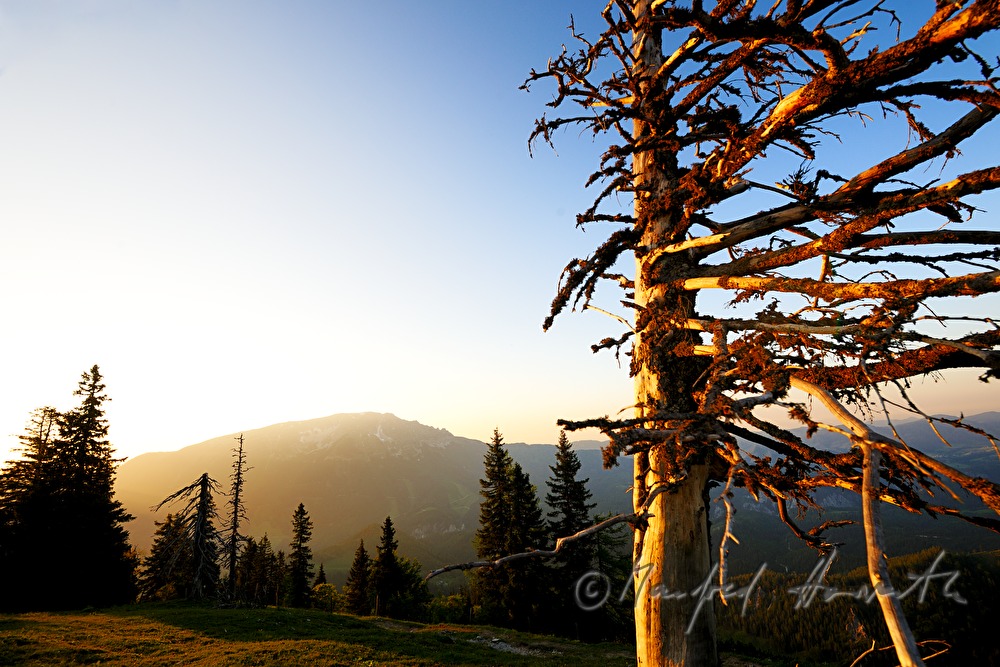 weather-worn spruce on the high plain near the Oetscher