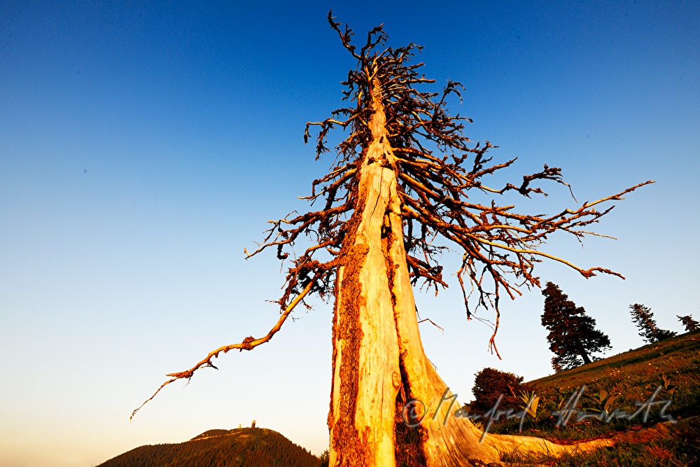weather-worn spruce on the high plain