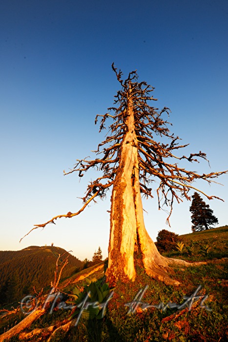 weather-worn spruce on the high plain