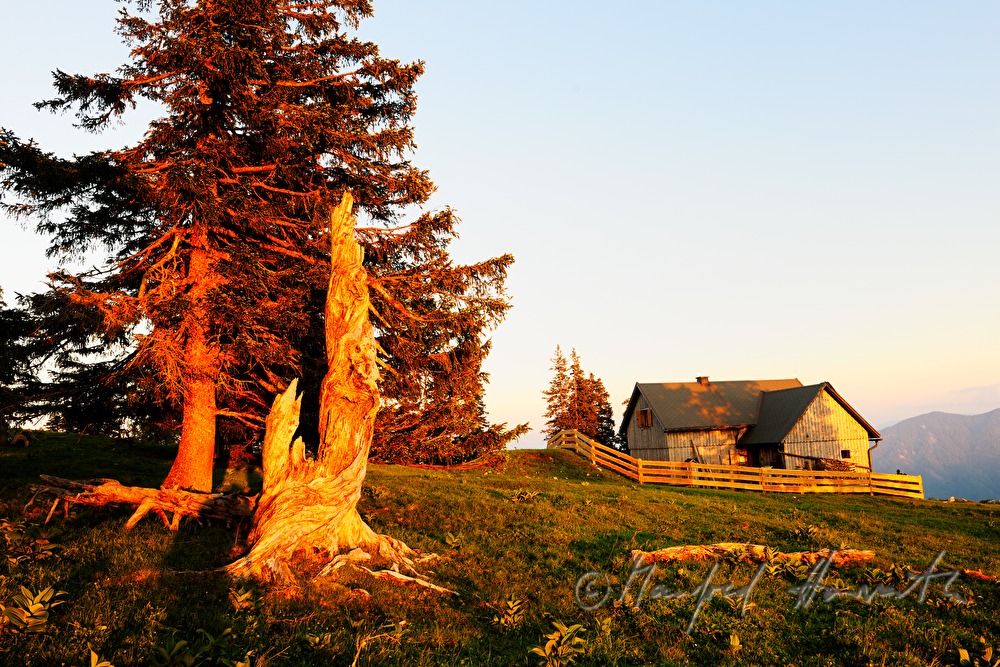 alpine hur and meadow with windbroken spruce