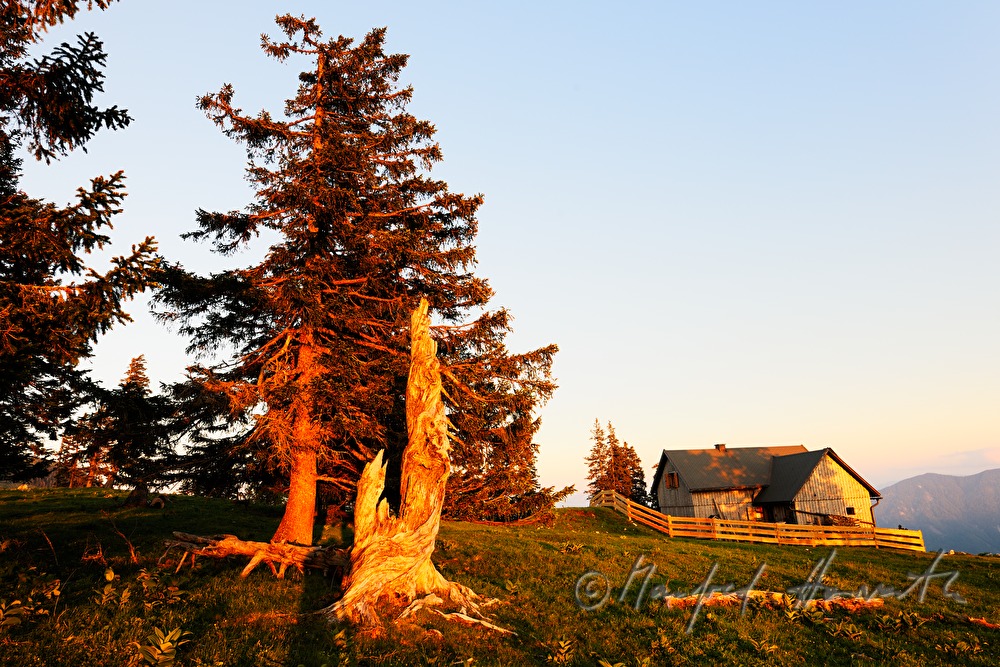 alpine hur and meadow with windbroken spruce