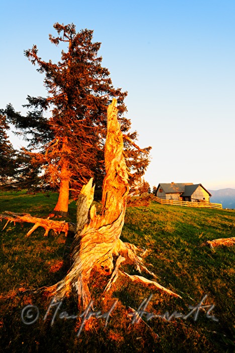 alpine hur and meadow with windbroken spruce
