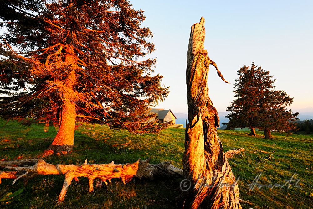 alpine hur and meadow with windbroken spruce