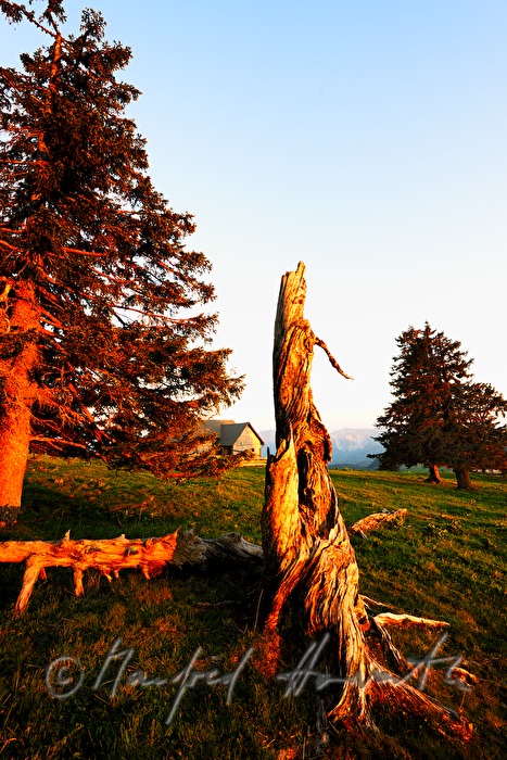 alpine hur and meadow with windbroken spruce
