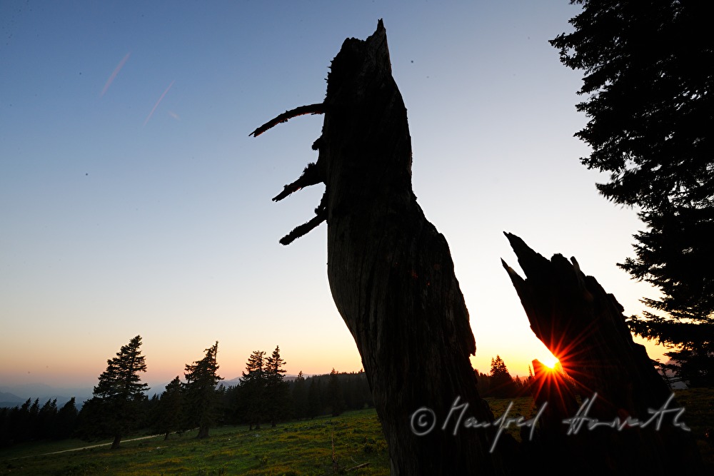 weather-worn spruce on the high plain