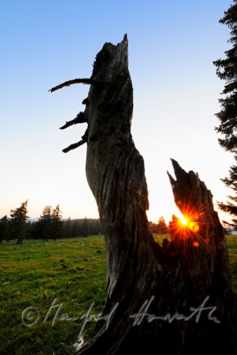 weather-worn spruce on the high plain