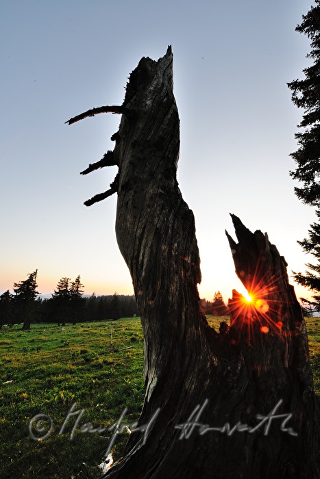 weather-worn spruce on the high plain
